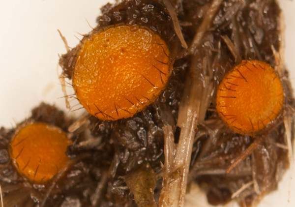 Cheilymenia fimicola Cheilymenia fimicola dung fungus identification