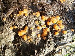 Cheilymenia granulata httpsuploadwikimediaorgwikipediacommonsthu