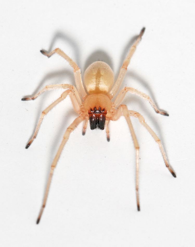 Cheiracanthium Cheiracanthium inclusum spiderbytes