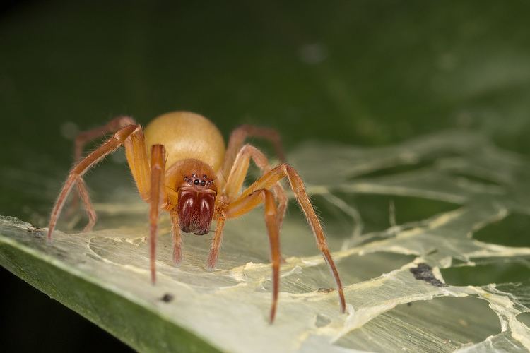 Cheiracanthium inclusum Costa Rica Cheiracanthium inclusum Andres Moline Flickr