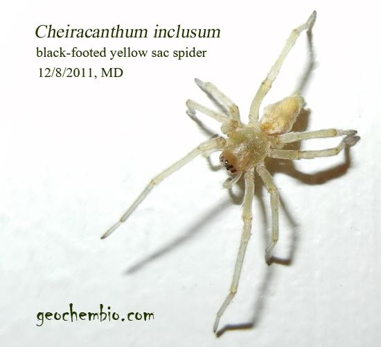 Cheiracanthium inclusum Cheiracanthium inclusum blackfooted yellow sac spider brief facts