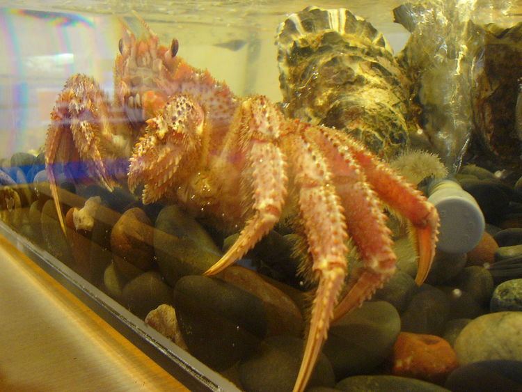 Cheiragonidae
