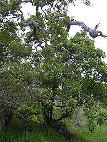 Cheirodendron httpsuploadwikimediaorgwikipediacommonsthu