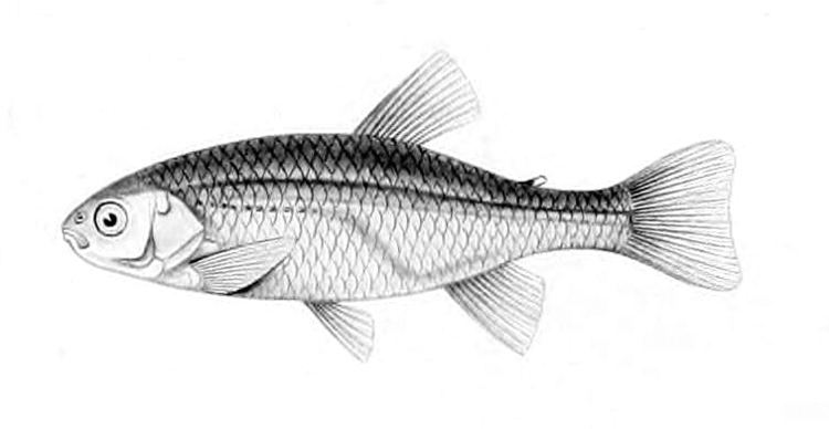 Cheirodon pisciculus httpsuploadwikimediaorgwikipediacommons66