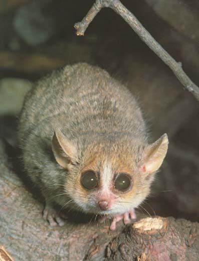 Cheirogaleidae primatescom Cheirogaleidae mouse lemur