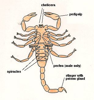 Chelicerata UCSC Biology 150 ArthropodaChelicerata Aracnida