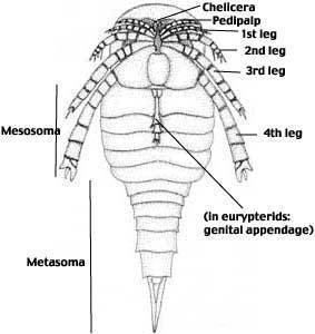 Chelicerata Defining characters of Chelicerata