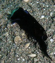 Chelidonura sandrana httpsuploadwikimediaorgwikipediacommonsthu