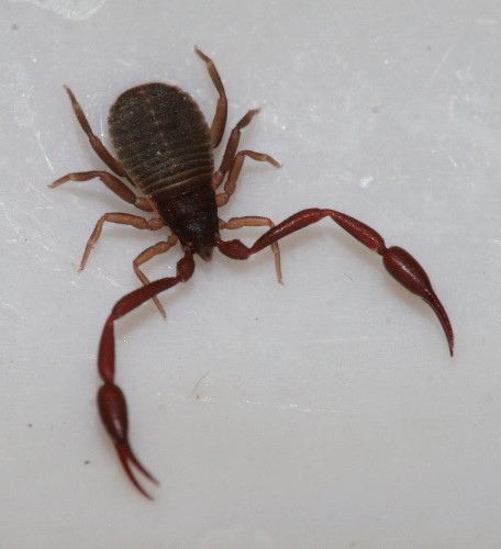 Chelifer cancroides Pseudoscorpion Chelifer cancroides themarvelousinnaturew Flickr