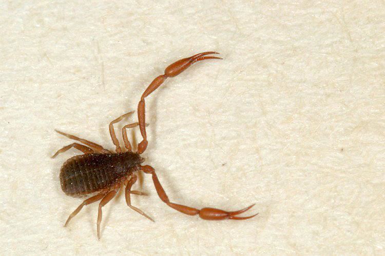 Chelifer cancroides Pseudoscorpion Chelifer