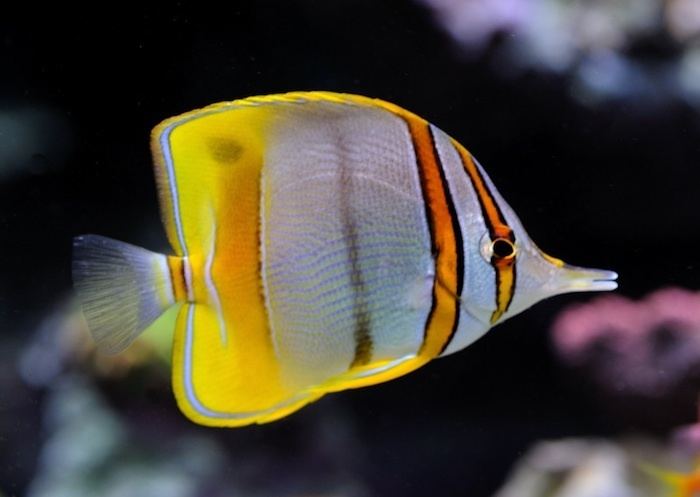 Chelmon marginalis Reef Safe Butterfly Fishes Reefscom