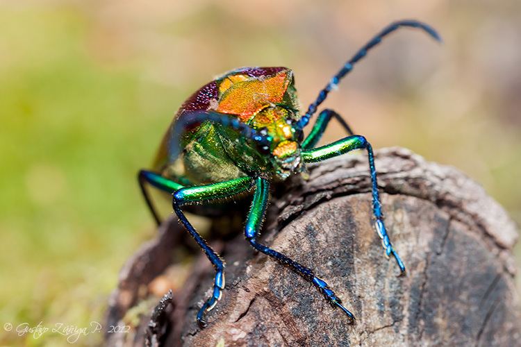 Cheloderus childreni Cheloderus childreni GustavoZ Portafolio