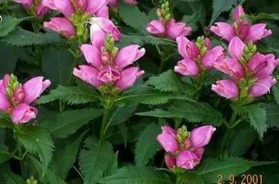 Chelone obliqua Chelone Obliqua a Tall Pink Perennial with Turtlehead Flowers