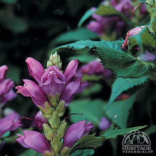 Chelone (plant) Plant Profile for Chelone obliqua Pink Turtlehead Perennial