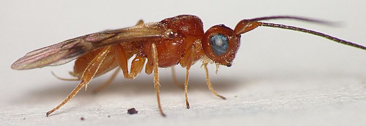 Cheloninae Hymenoptera Ichneumonidea Braconidae s004 Cheloninae Phane Flickr