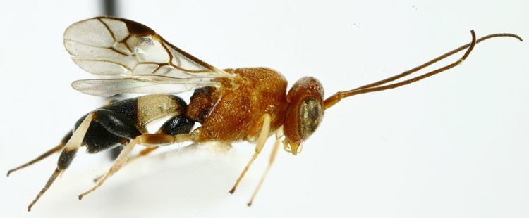 Cheloninae Chelonus madagasakarensis WaspWeb