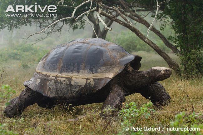 Chelonoidis Galapagos giant tortoise photo Chelonoidis nigra G113728 ARKive