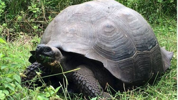 Chelonoidis donfaustoi New species of giant tortoise discovered in Galapagos BBC News