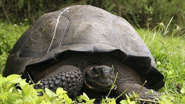 Chelonoidis donfaustoi Meet New Species of Giant Tortoise Found in the Galapagos