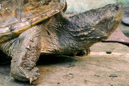 Chelydra Chelydraorg Snapping Turtle Page snapper information photo
