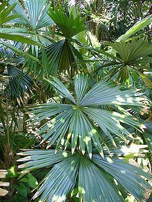 Chelyocarpus httpsuploadwikimediaorgwikipediacommonsthu
