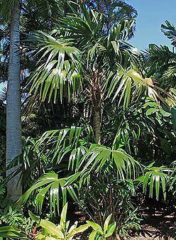 Chelyocarpus Chelyocarpus chuco Palmpedia Palm Grower39s Guide