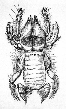 Chelypus httpsuploadwikimediaorgwikipediacommonsthu
