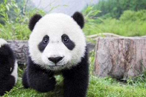 Chengdu Research Base of Giant Panda Breeding panda470x313jpg