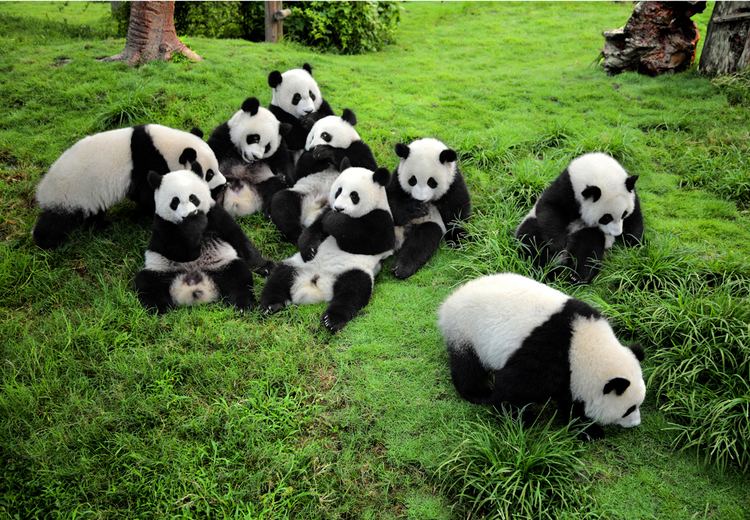 Chengdu Research Base of Giant Panda Breeding httpsasiatravelagencyinfowpcontentuploads2
