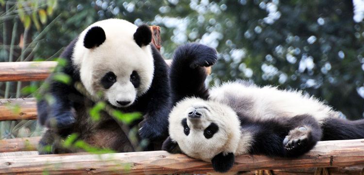 Chengdu Research Base of Giant Panda Breeding Chengdu Panda Base Research Base of Giant Panda Breeding