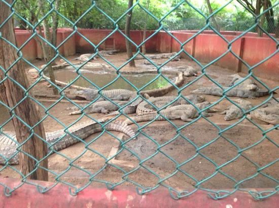Chennai Snake Park Trust Guindy Snake Park tourmet