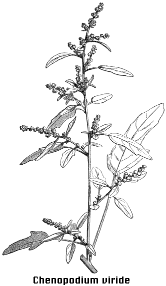Chenopodiaceae CHENOPODIACEAE
