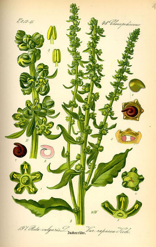 Chenopodiaceae Chenopodiaceae Page