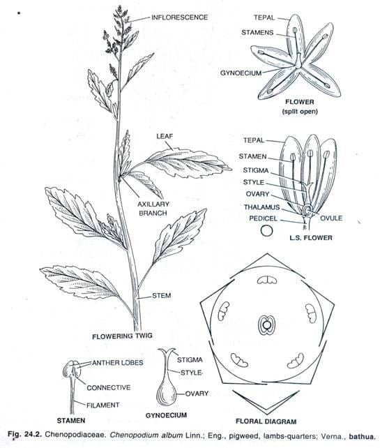 Chenopodiaceae An Overview on Family Chenopodiaceae Botany