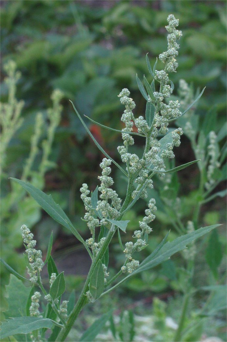 Chenopodium album httpsuploadwikimediaorgwikipediacommonsbb