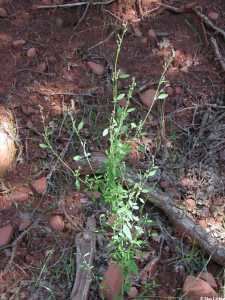 Chenopodium atrovirens SEINet Arizona Chapter Chenopodium atrovirens