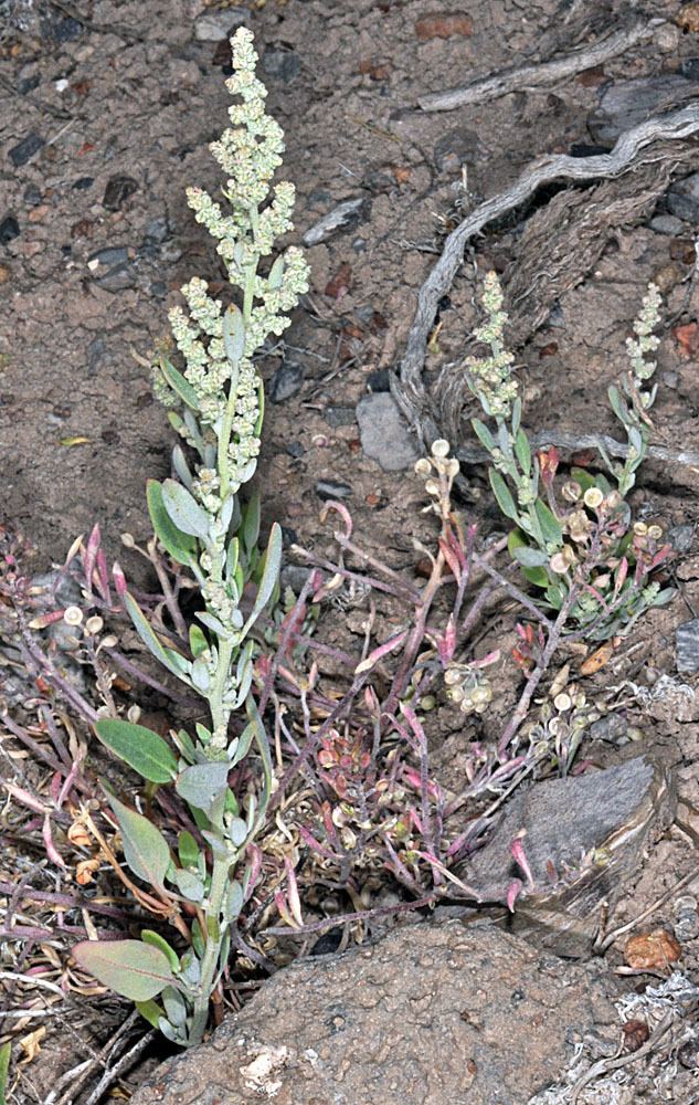 Chenopodium atrovirens Oregon Flora Project