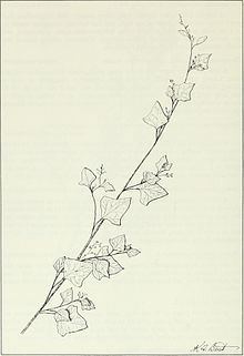 Chenopodium fremontii httpsuploadwikimediaorgwikipediacommonsthu