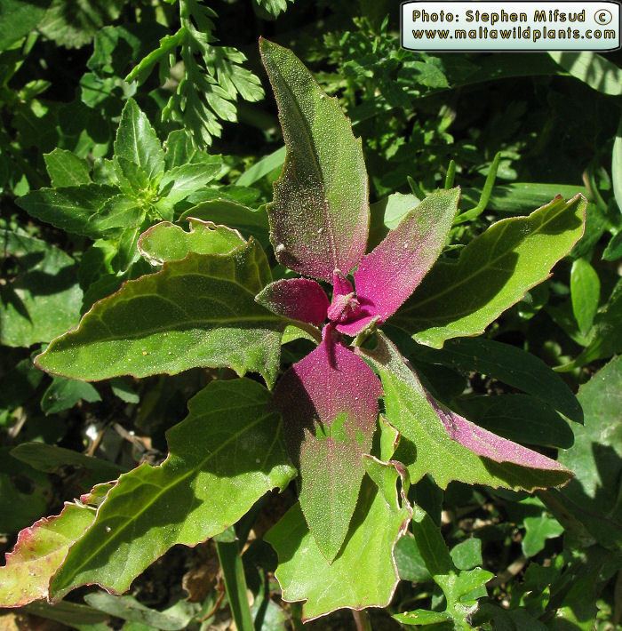 Chenopodium giganteum Wild Plants of Malta amp Gozo Plant Chenopodium giganteum Tree