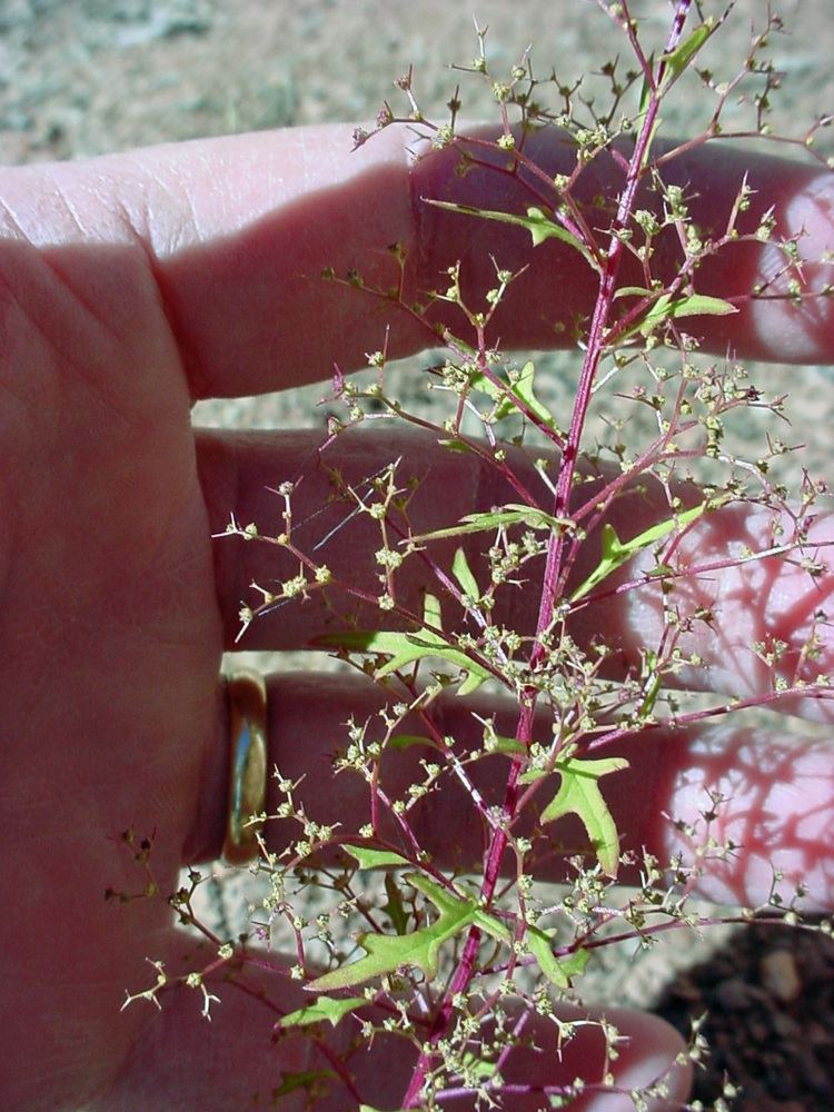 Chenopodium graveolens wnmueduacademicnspagesgilafloradysphaniagrav