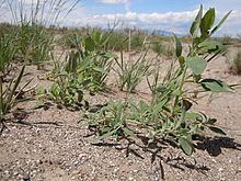 Chenopodium leptophyllum httpsuploadwikimediaorgwikipediacommonsthu