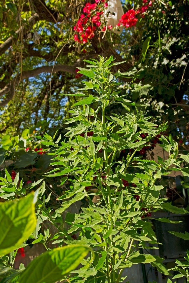 Chenopodium nuttalliae Huauzontle a Mexican staple in LA edible gardens LA at Home