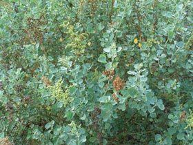 Chenopodium oahuense nativeplantshawaiieduimagesplantsChenopodium