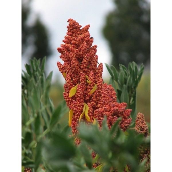 Chenopodium pallidicaule Merlk bled Caahua Chenopodium pallidicaule semena cca 70 ks