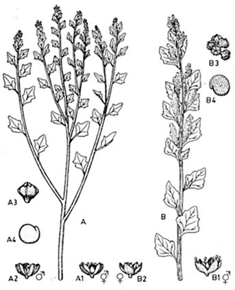 Chenopodium pallidicaule Andean Grains and Legumes