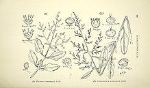 Chenopodium parabolicum httpsuploadwikimediaorgwikipediacommonsthu