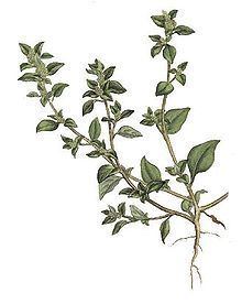 Chenopodium vulvaria httpsuploadwikimediaorgwikipediacommonsthu