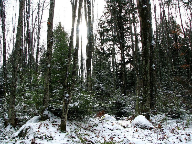 Chequamegon-Nicolet National Forest