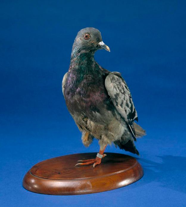 Cher Ami The Heartwarming Story Of Cher Ami The Pigeon Who Saved 200