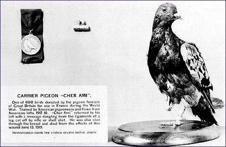 Cher Ami Cher Ami The Carrier Pigeon who saved 200 men